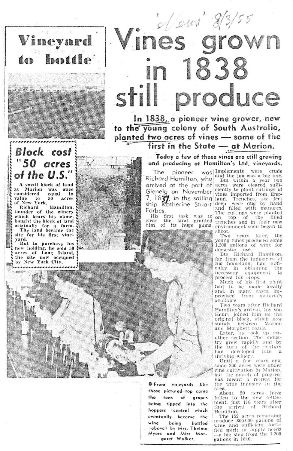 Vineyard article The News 8 March 1955